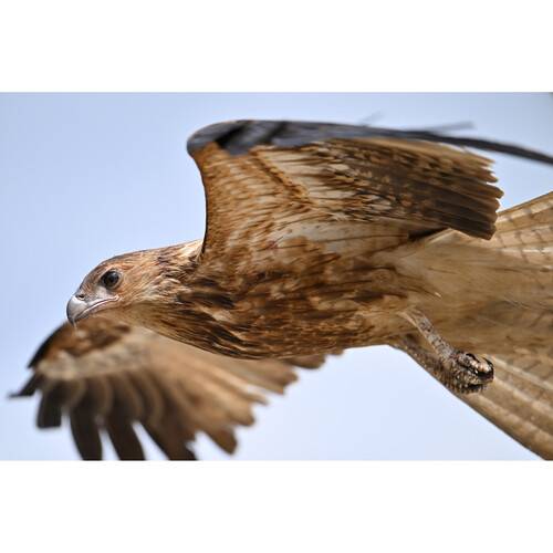 Nikon Z8 Mirrorless Camera Body Only Camera2u Malaysia Top Camera